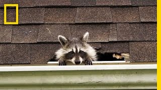 How to Evict Your Raccoon Roommates  National Geographic [upl. by Aicilas]