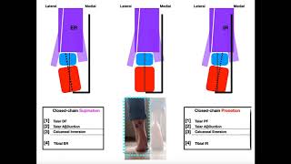 The Subtalar Joint Part 2  Pronation vs Supination EXPLAINED [upl. by Gusba204]