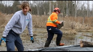 Removing Invasive Phragmites [upl. by Crowe501]