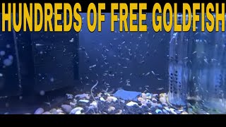 How To Breed Goldfish [upl. by Bess]