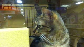 Adopt a Cat at PetSmart [upl. by Snej]