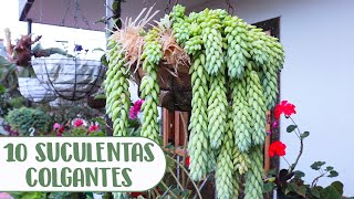 10 SUCULENTAS COLGANTES QUE DEBES TENER EN TU JARDÍN│Candy Bu [upl. by Napoleon510]