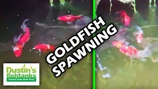 HOW TO BREED GOLDFISH Goldfish spawning early morning [upl. by Nrek]