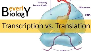 Transcription vs Translation [upl. by Egidio]