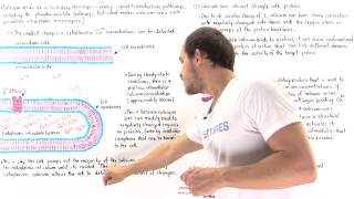 Calcium and Calmodulin [upl. by Gordan]