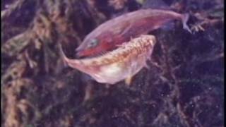 Behavior of the Stickleback [upl. by Menis]