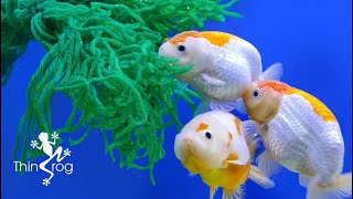 Breeding Goldfish with Spawning Mop [upl. by Gridley631]