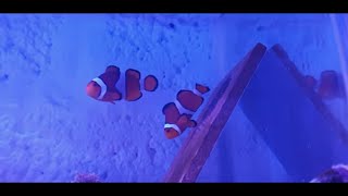 How To Breed Clownfish Part 2 [upl. by Haerr]