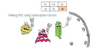 Induced Pluripotent Stem Cell iPSC [upl. by Okubo]