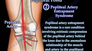 Anatomy Of The Popliteal Fossa  Everything You Need To Know  Dr Nabil Ebraheim [upl. by Anh]