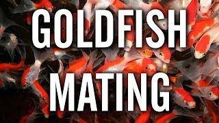 Goldfish Spawning  Mating Behavior [upl. by Ly]