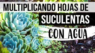 ¿CÓMO REPRODUCIR HOJAS DE SUCULENTAS CON AGUA [upl. by Aixela]