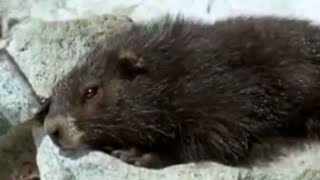 Cute Marmots Waking Up from Hybernation  BBC Studios [upl. by Andres863]