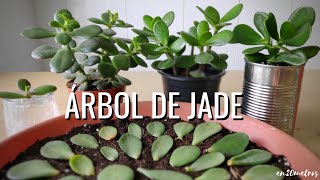 Cómo REPRODUCIR con éxito la suculenta ÁRBOL DE JADE 3 métodos  en20metros [upl. by Ynnot139]