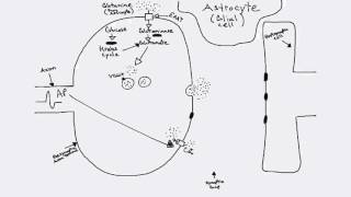 Glutamatergic Synapse [upl. by Lertram]