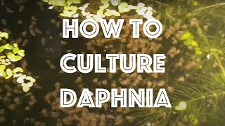 How To Culture Daphnia Magna [upl. by Akemahs617]