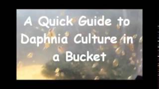 How to culture daphnia outside [upl. by Peria210]