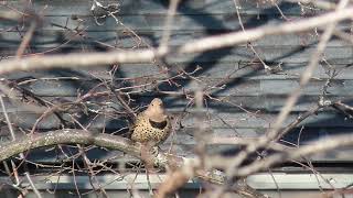 Northern Flicker bird call [upl. by Dib]