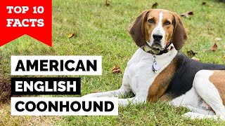 American English Coonhound  Top 10 Facts [upl. by Ramgad190]