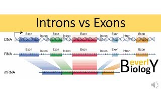 Introns vs Exons [upl. by Ramedlav185]