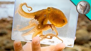 Incredible Octopus Catch [upl. by Oirobil]