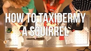 How to Taxidermy a Squirrel [upl. by Einnol]