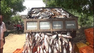 PANGASIUSBASA FISH HARVESTING [upl. by Ronalda]