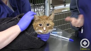 How to Administer Oral Medication to Cats [upl. by Dasi669]