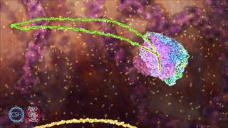 RNA Splicing [upl. by Abbye]