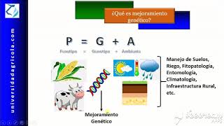 ¿Qué es el mejoramiento genético [upl. by Ellehcrad]