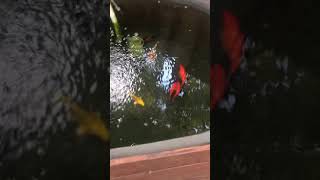 Goldfish mating behavior chasing [upl. by Stuppy]