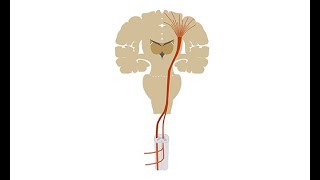 Diagnosing amyotrophic lateral sclerosis ALS [upl. by Donetta]