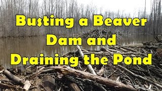 Busting a Beaver Dam and Draining the Pond [upl. by Osman]