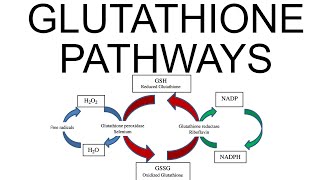 Glutathione Pathways [upl. by Maleki725]