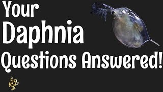 Daphnia Questions Answered [upl. by Amsa720]