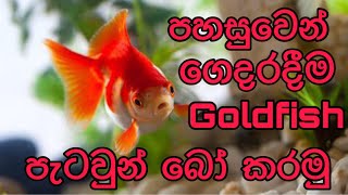 How to breed goldfish easilySinhala [upl. by Reid]