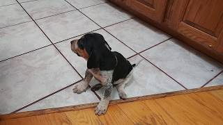 Precious baby BLUETICK COONHOUND PUPPY DOG at 4 weeks [upl. by Mcmahon239]