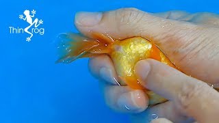 Goldfish Hand Breeding Step by Step [upl. by Aruon736]