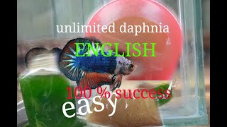 daphnia moina culture Easy way Unlimited production English  with sub Green water Chlorella [upl. by Macrae]