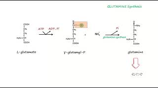 Glutamine Synthesis [upl. by Wyly]