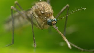 Mosquito Life Cycle  UHD 4K [upl. by Yannodrahc]