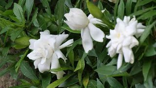 How to make your indoor Gardenia bloom [upl. by Hermon]