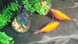 Goldfish Spawning Mating and Laying Eggs [upl. by Aniraz]