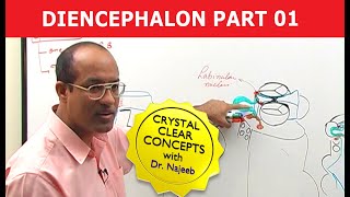 Diencephalon  Neuroanatomy  Part 12 [upl. by Cost]