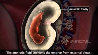 HCL Learning  Embryonic Development in Humans [upl. by O'Connor290]