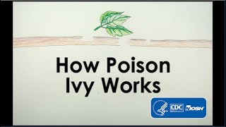 How Poison Ivy Works [upl. by Carbrey]