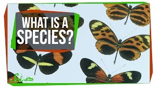 What Makes a Species a Species [upl. by Lyndsey]