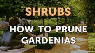 How to Prune Gardenias [upl. by Yhotmit]