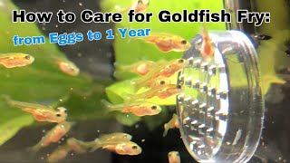 How to care for Goldfish Fry from Eggs to 1 Year [upl. by Khudari]