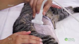 How To Perform an Ultrasound for the Feline Ileocecal Junction [upl. by Domela814]